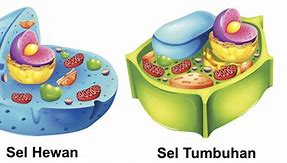 Gambar Sel Tumbuhan Dan Sel Hewan Beserta Jelaskan Perbedaan Keduanya