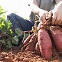 Makanan Yang Tinggi Gula Apa Saja